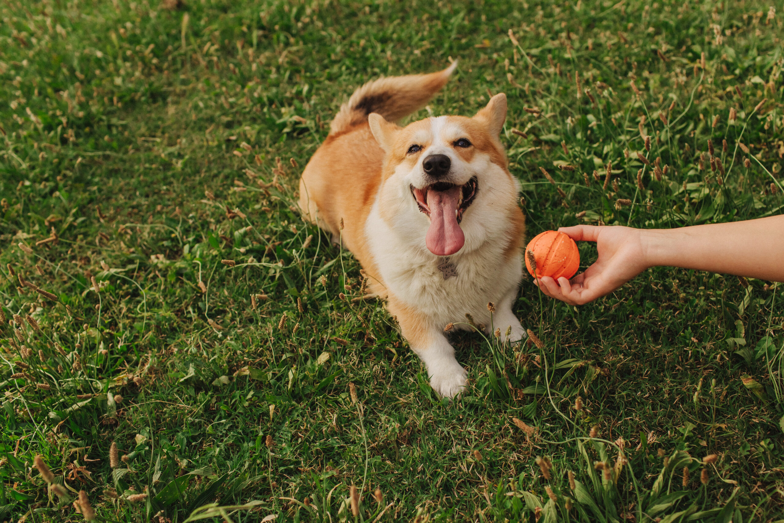 Close up of a woman's hands trains Welsh Corgi in the park in sunny weather. Concept of walking a dog, friendship between a dog and owner.